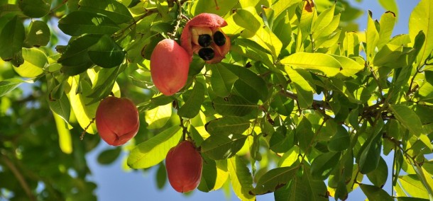Akee fruit by Loren Sztajer (CC BY-ND 2.0)