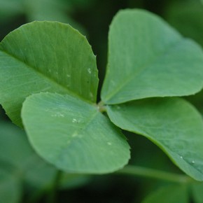 Shamrocks: Lucky for us, not your pets