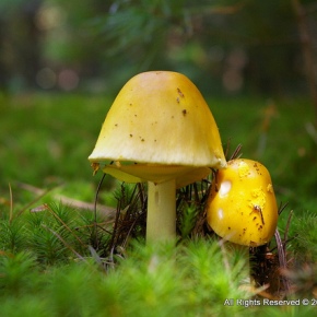 Mushroom Week on Nature’s Poisons