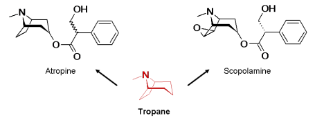 Tropane alkaloids - scopolamine atropine