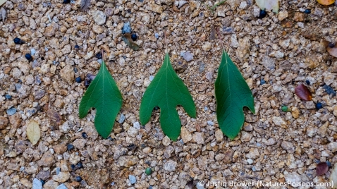 Sassafras albidum leaves by Justin Brower