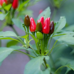 Chile Peppers: The History and Science Behind the Fiery Foods we Love