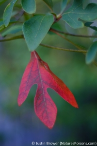 Sassafras albidum leaf by Justin Brower