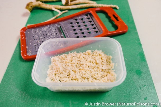 Making Horseradish by Justin Brower