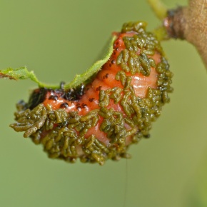 Toxic Larvae: Arrow Poison from the Bushmen of the Kalahari