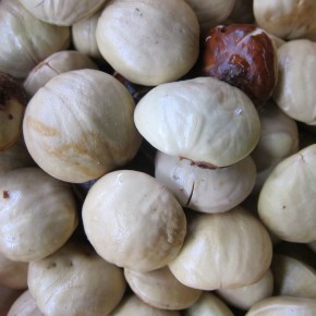 Of Djenkol Beans and Djenkolism: The Southeast Asian Delicacy that Poisons