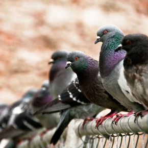 Thallium: The Perfect Pigeon Poison?