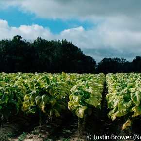 Green Tobacco Sickness: The Plight of Tobacco Harvesters