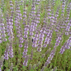 Pennyroyal: Nature’s Abortifacient? Think Again.