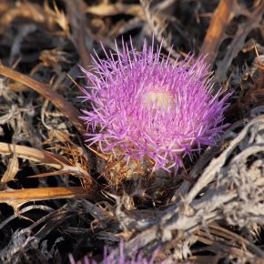 The Trouble with Thistles