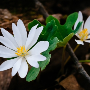 Bloodroot: The Harbinger of Spring That Will Melt Your Face Off
