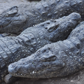 The Mistaken Case of Crocodile Bile