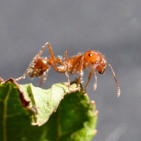 Fire Ants: The Sting that Burns
