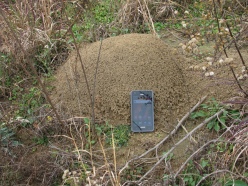 Fire Ant Hill by Vicki DeLoach (CC BY-NC-ND-2.0)