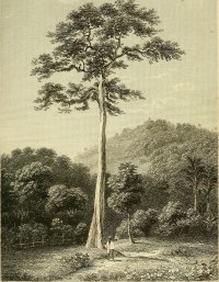 Antiaris toxicaria upas tree